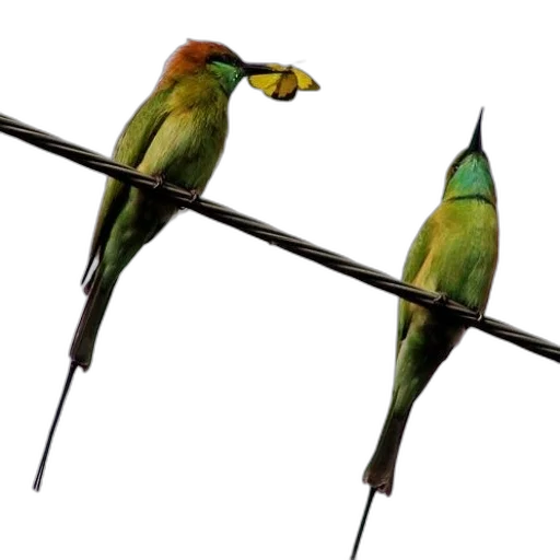staff, jewelry, animal, weapon, 3d render, photorealistic, concept art, rain transparent PNG cut-out