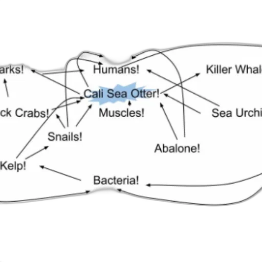 food, web, diagram, highlighting, cali, sea, otter, central transparent PNG cut-out