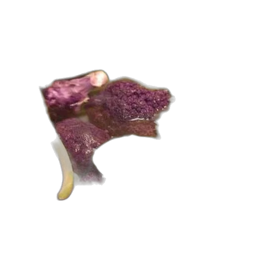 jewelry, food, crown, animal, 3d render, photorealistic, vaporwave, close-up transparent PNG cut-out