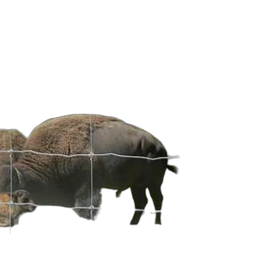 animal, creature, food, weapon, 3d render, concept art, photorealistic, bison transparent PNG cut-out