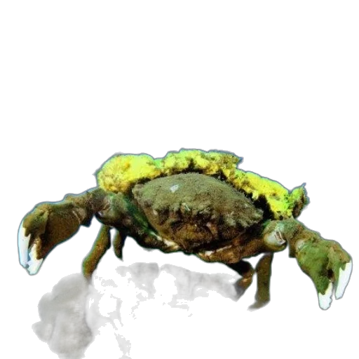 creature, animal, crown, food, concept art, watercolor, photorealistic, 3d render transparent PNG cut-out