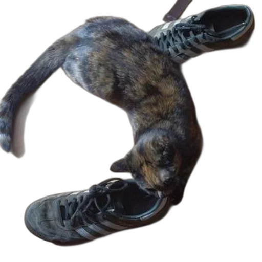 shoes, mask, animal, creature, 3d render, photorealistic, concept art, tortoiseshell transparent PNG cut-out