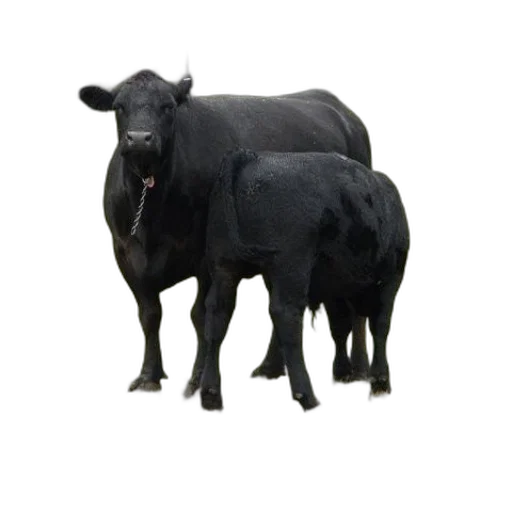 animal, creature, food, jewelry, photorealistic, 3d render, concept art, dark transparent PNG cut-out