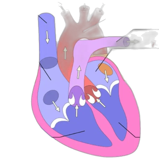 concept art, vaporwave, 3d render, pixel art, pastel, diagram, human, heart transparent PNG cut-out