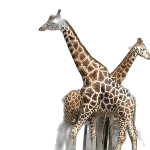 animal, creature, 3d render, concept art, photorealistic, three, giraffes, stand transparent PNG cut-out