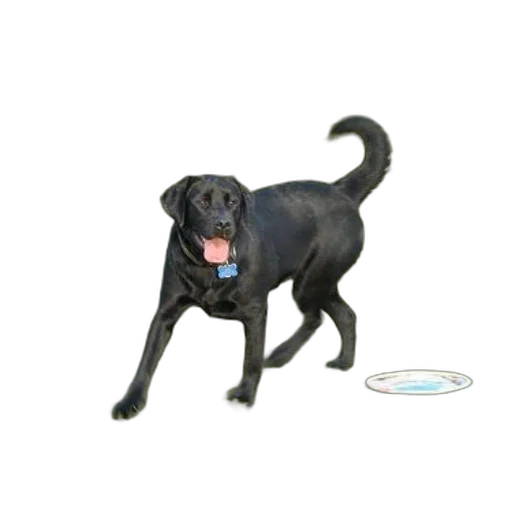 animal, staff, creature, 3d render, photorealistic, concept art, black, dog transparent PNG cut-out