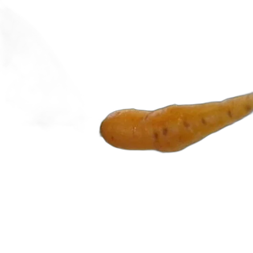 staff, animal, food, creature, photorealistic, 3d render, concept art, underwater transparent PNG cut-out