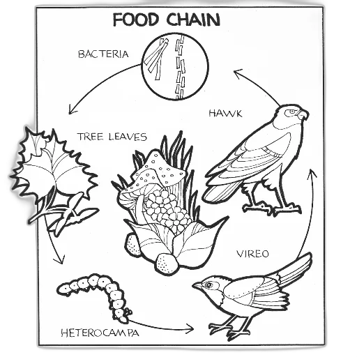 food, jewelry, animal, creature, black, white, diagram, illustrating transparent PNG cut-out