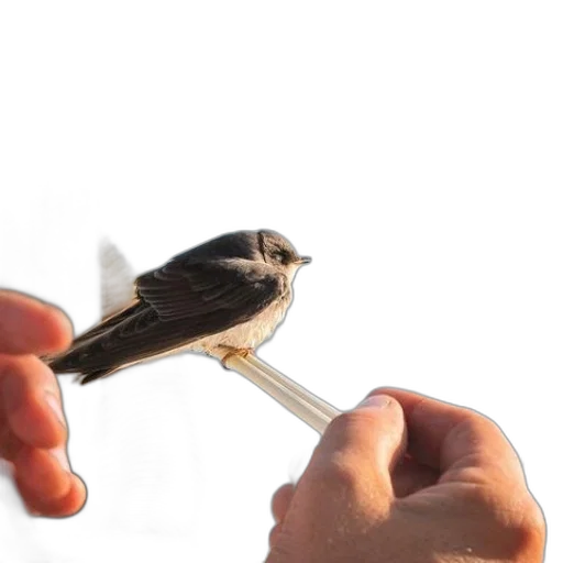 staff, weapon, animal, jewelry, photorealistic, 3d render, person, holds transparent PNG cut-out