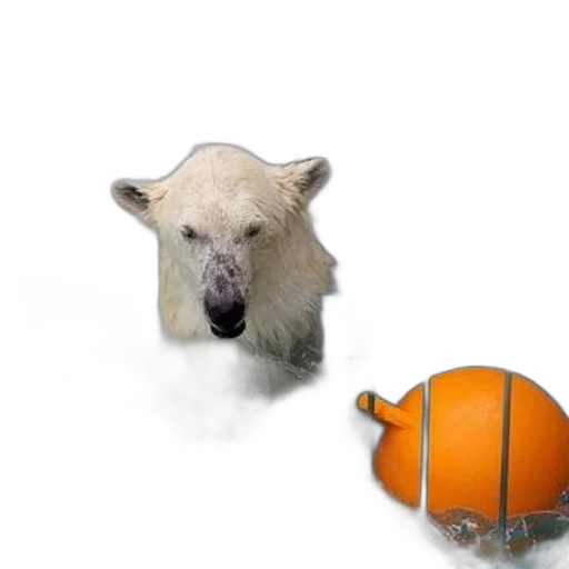 animal, creature, mask, 3d render, concept art, photorealistic, polar, bear transparent PNG cut-out
