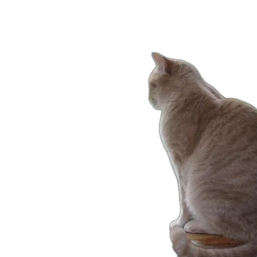 staff, animal, creature, robot, photorealistic, 3d render, cat, sits transparent PNG cut-out