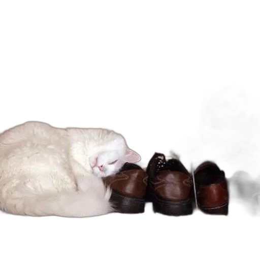 shoes, animal, furniture, staff, photorealistic, oil painting, concept art, 3d render transparent PNG cut-out