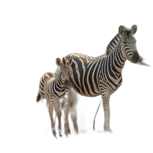 animal, creature, 3d render, concept art, photorealistic, two, zebras, stand transparent PNG cut-out