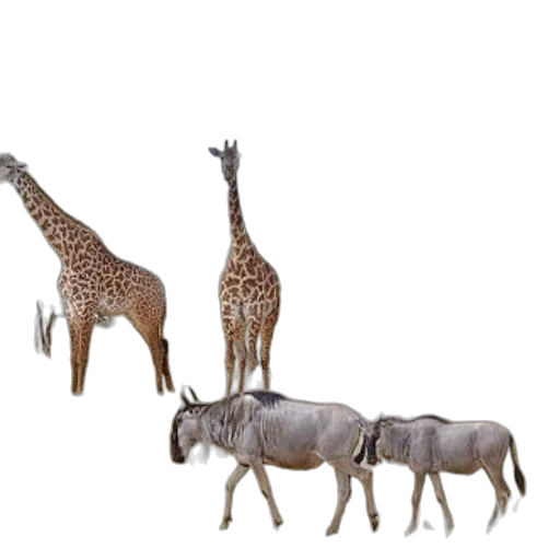 animal, staff, creature, jewelry, 3d render, concept art, photorealistic, giraffes transparent PNG cut-out