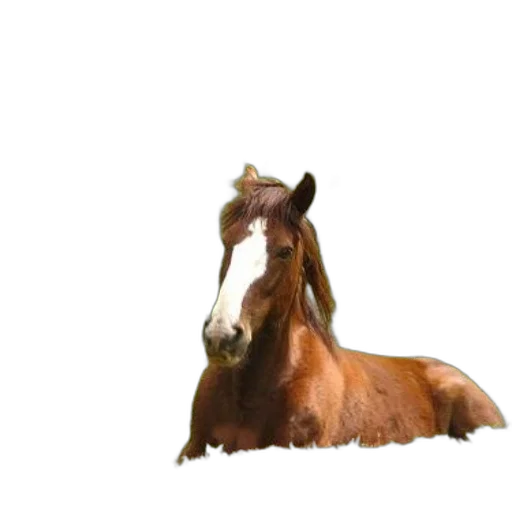 animal, creature, staff, hat, photorealistic, 3d render, concept art, oil painting transparent PNG cut-out