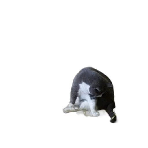 animal, creature, staff, food, 3d render, photorealistic, concept art, vaporwave transparent PNG cut-out