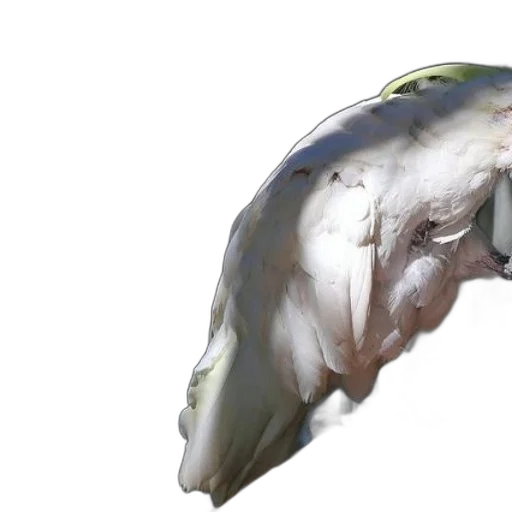 dragon, creature, food, hair transparent PNG cut-out
