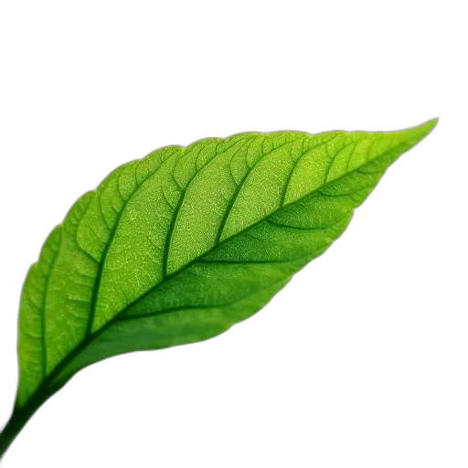 staff, food, tree, flower, photorealistic, 3d render, green, close-up transparent PNG cut-out