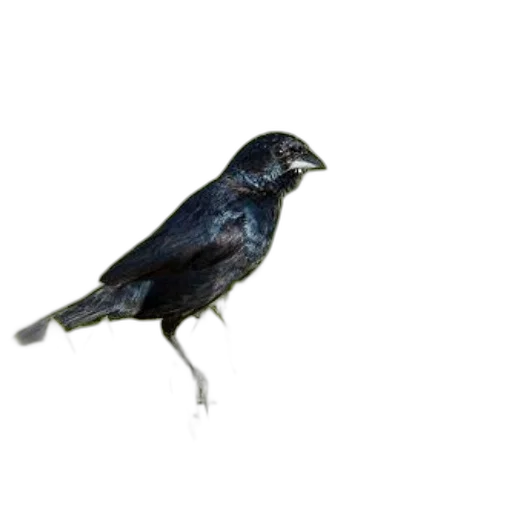 animal, staff, creature, crown, photorealistic, 3d render, concept art, oil painting transparent PNG cut-out