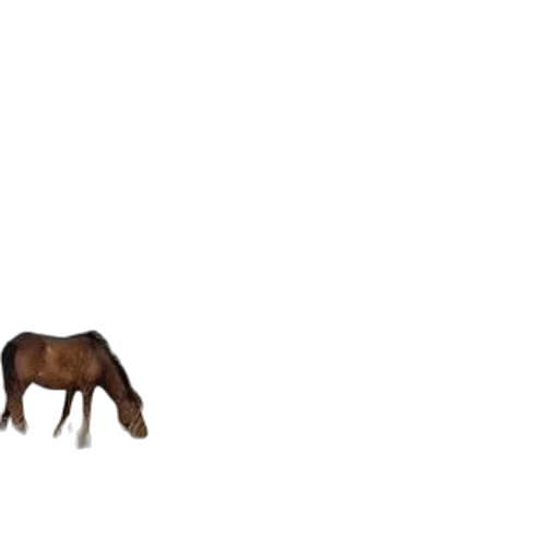 animal, creature, furniture, hair, pixel art, concept art, 3d render, photorealistic transparent PNG cut-out