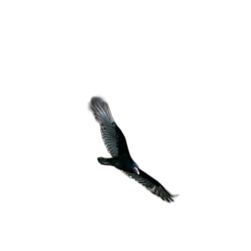 animal, creature, dragon, staff, photorealistic, 3d render, concept art, pixel art transparent PNG cut-out