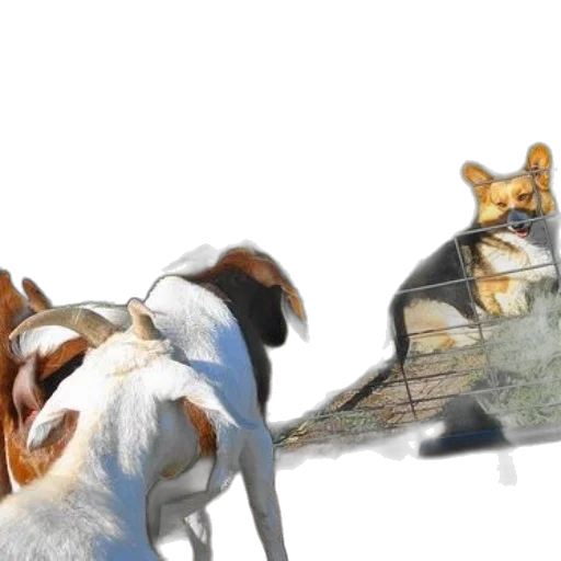 animal, staff, concept art, fantasy art, 3d render, watercolor, outer space, dog transparent PNG cut-out