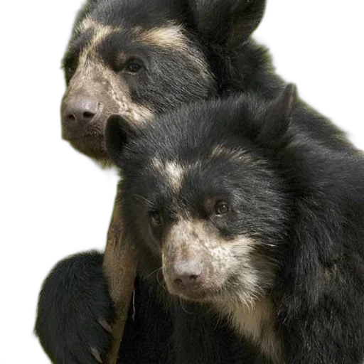 animal, staff, creature, jewelry, photorealistic, two, black, bears transparent PNG cut-out