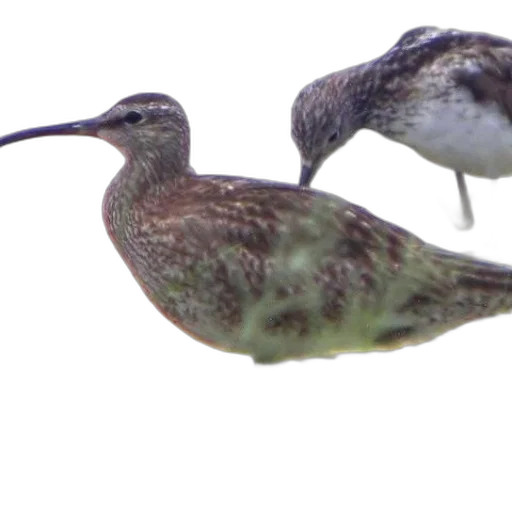 animal, 3d render, two, birds transparent PNG cut-out