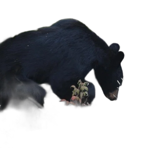 animal, creature, weapon, concept art transparent PNG cut-out