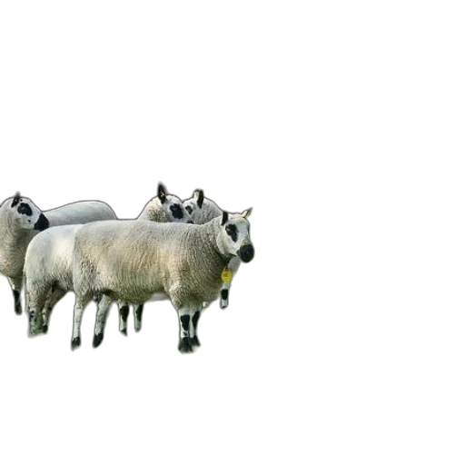 animal, car, creature, mask, 3d render, photorealistic, concept art, pixel art transparent PNG cut-out