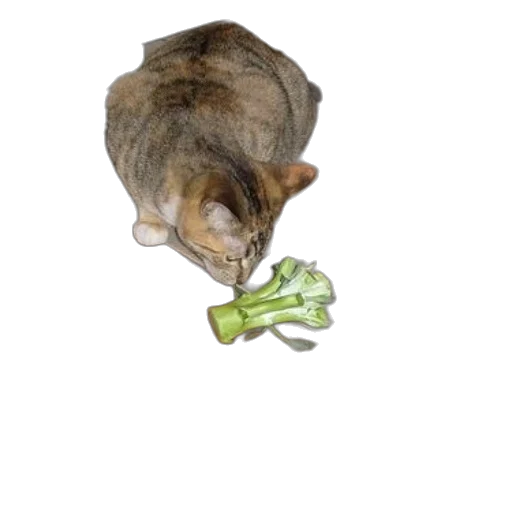 food, staff, animal, weapon, photorealistic, 3d render, green, cat transparent PNG cut-out