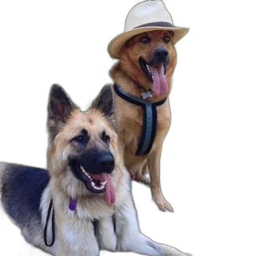 hat, animal, staff, photorealistic, two, dogs, one, wearing transparent PNG cut-out