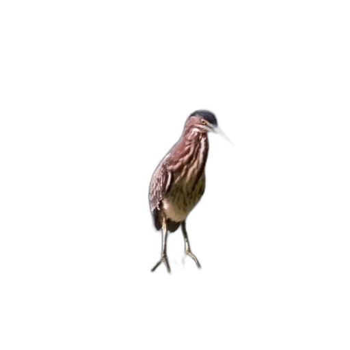animal, creature, hair, staff, 3d render, pixel art, concept art, photorealistic transparent PNG cut-out