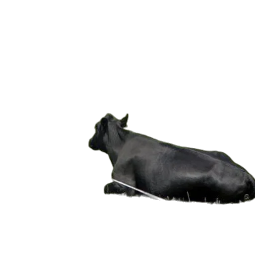 animal, creature, dragon, shoes, 3d render, photorealistic, concept art, pixel art transparent PNG cut-out