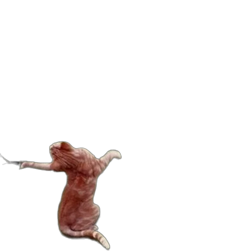 animal, staff, creature, food transparent PNG cut-out