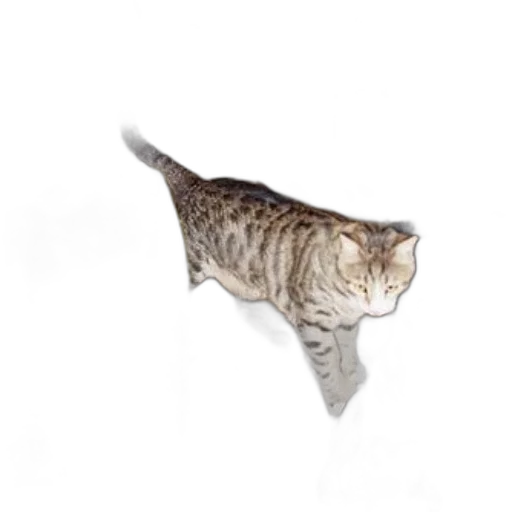 animal, staff, creature, hat, photorealistic, concept art, 3d render, underwater transparent PNG cut-out