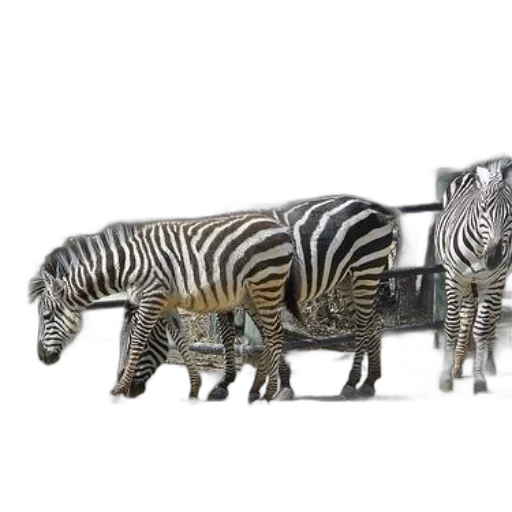 furniture, animal, jewelry, car, 3d render, concept art, photorealistic, three transparent PNG cut-out
