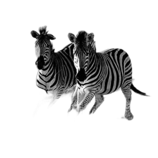 animal, creature, photorealistic, concept art, pencil sketch, 3d render, monochrome, black transparent PNG cut-out