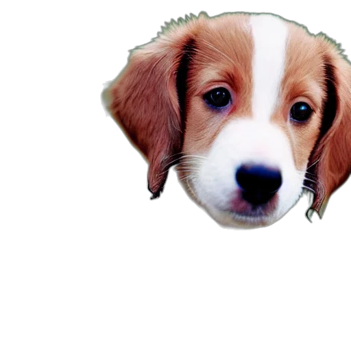 animal, hat, face, creature transparent PNG cut-out