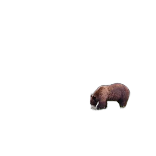 animal, creature, furniture, hair transparent PNG cut-out