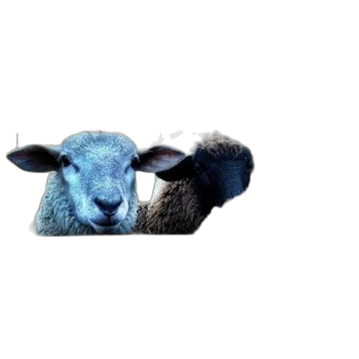 animal, creature, face, hat, photorealistic, pixel art, 3d render, concept art transparent PNG cut-out