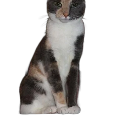 animal, staff, creature, face transparent PNG cut-out