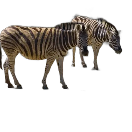 animal, creature, weapon, dragon, 3d render, concept art, photorealistic, fantasy art transparent PNG cut-out