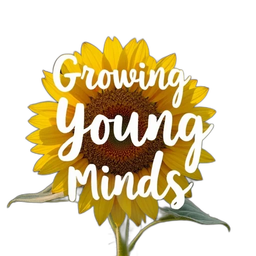 crown, second, image, close-up, sunflower, field, large, foreground transparent PNG cut-out