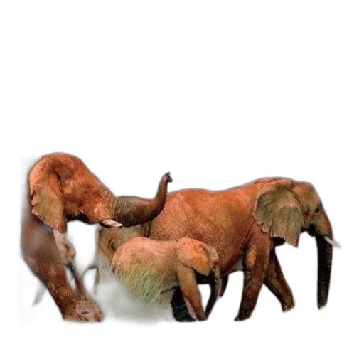 animal, creature, furniture, hair, 3d render, concept art, photorealistic, cover transparent PNG cut-out