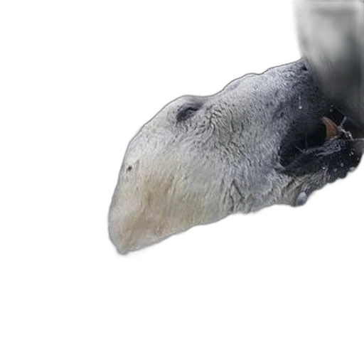 animal, creature, face, mask, 3d render, photorealistic, concept art, outer space transparent PNG cut-out