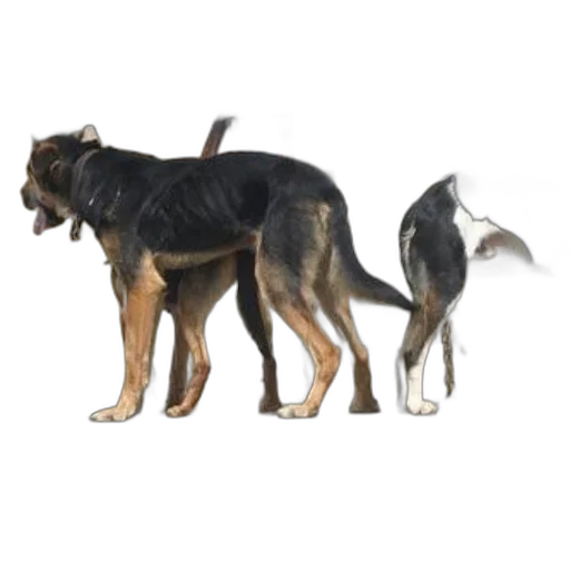animal, creature, staff, 3d render, photorealistic, three, dogs, stand transparent PNG cut-out