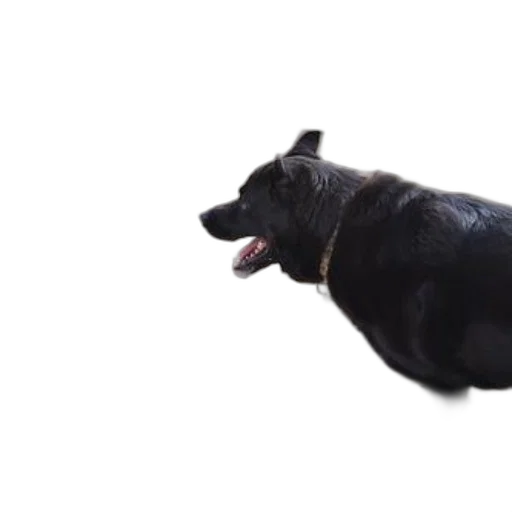 animal, creature, staff, dragon, 3d render, photorealistic, black, dog transparent PNG cut-out