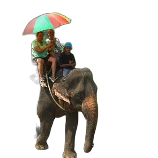 umbrella, animal, staff, hat, 3d render, concept art, photorealistic, rain transparent PNG cut-out