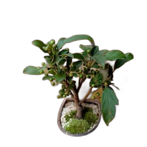 crown, tree, staff, photorealistic, 3d render, small, potted, plant transparent PNG cut-out